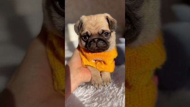 Свободен щенок мопса,мальчик💫находится в г Воронеж💚 смотреть онлайн