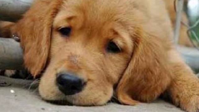 Домашняя студия(бонус) - работа на слабых ПК. смотреть онлайн