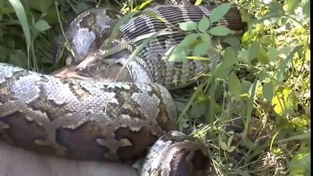 Most amazing wild animal attacks,Giant Anaconda VS Dog,Biggest Python vs Deer,Dog,Pitpull – Rachel смотреть онлайн
