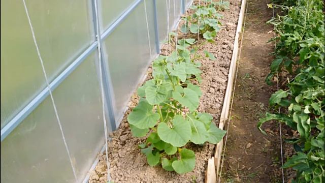 ДЫНЯ ИРОКЕЗ F1 - СРЕДНЕРАННИЙ НЕОБЫЧНЫЙ ГИБРИД УСТОЙЧИВЫЙ К ФУЗАРИОЗУ И МУЧНИСТОЙ РОСЕ смотреть онлайн