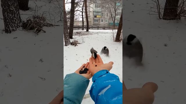 Кормим поползней и синиц на Дальнем востоке, санаторий Шмаковка смотреть онлайн