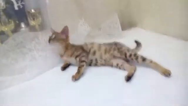 Chausie cats for sale jangle cat смотреть онлайн