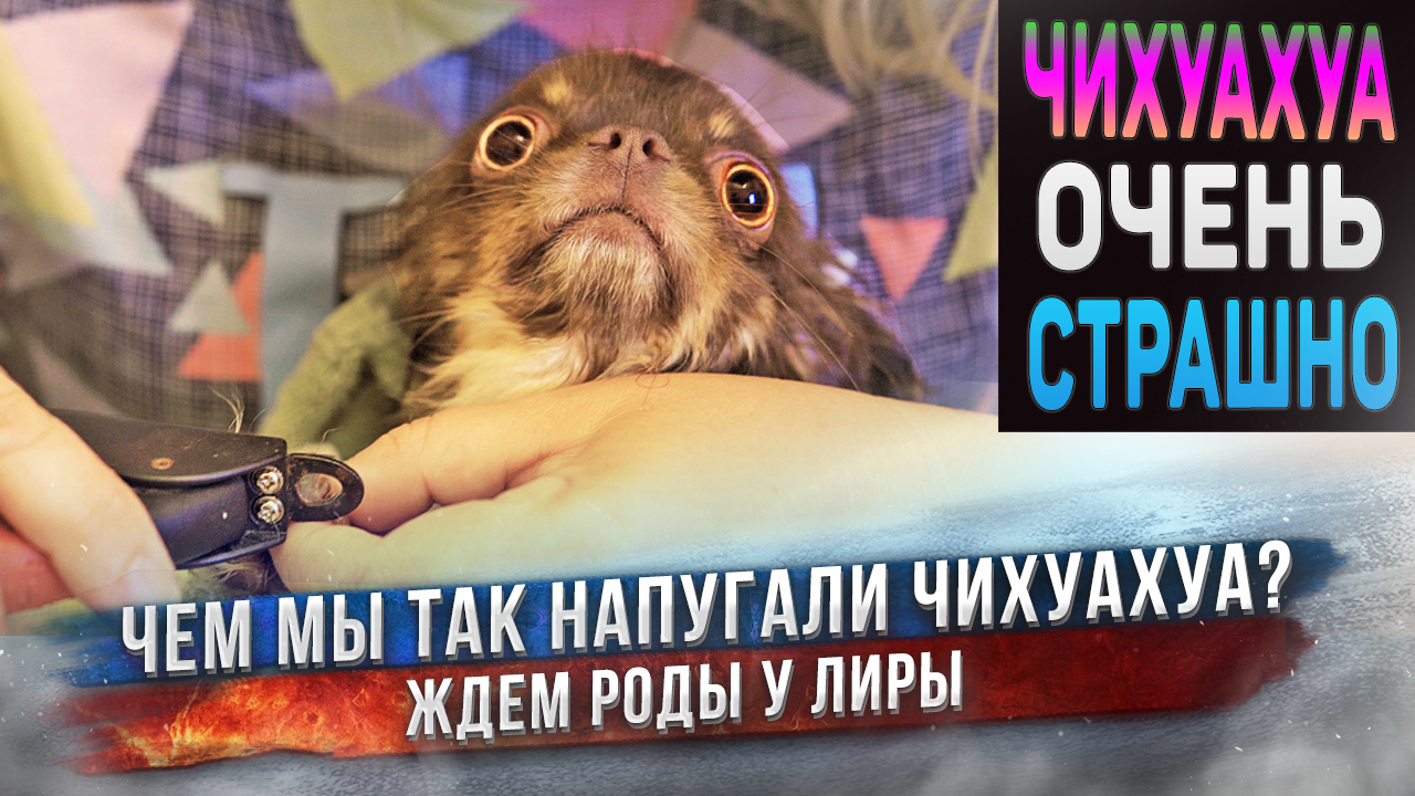 В этот вечер страшно было всем чихуахуа! ? смотреть онлайн