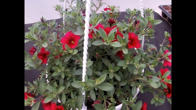 На что обращать особое внимание при выращивании калибрахоа. смотреть онлайн