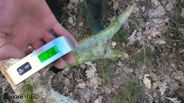 Зачем Я ищу рога Лося Оленя. смотреть онлайн