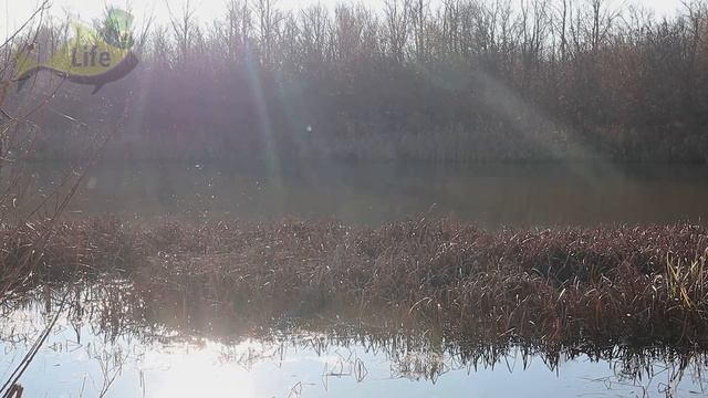 Когда НАЧИНАЕТСЯ нерест у щуки весной? Клюет ли щука в нерест Как ловить щуку весной в нерест? смотреть онлайн