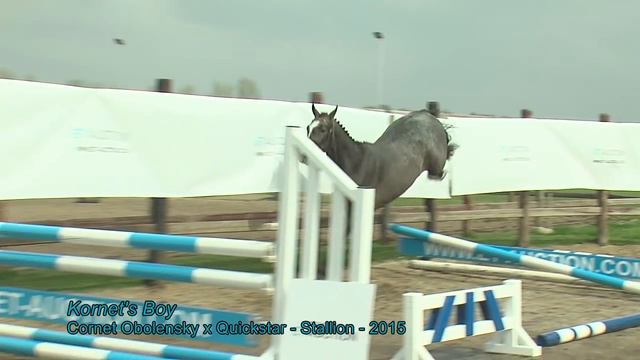 Kornet's Boy (Cornet Obolensky x Quickstar) - Stallion - 2015 смотреть онлайн