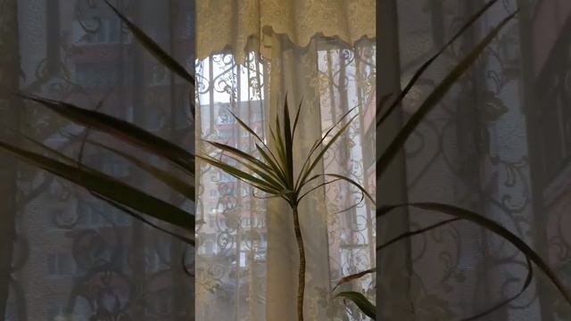 Кордилина и драцена смотреть онлайн