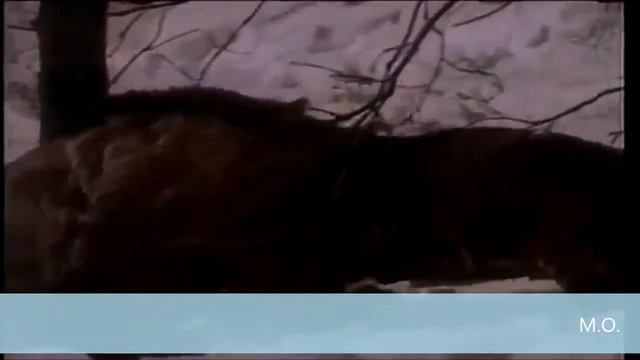 Вепрь Vs Тигр смотреть онлайн