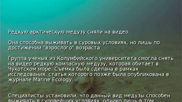 Редкую арктическую медузу сняли на видео смотреть онлайн