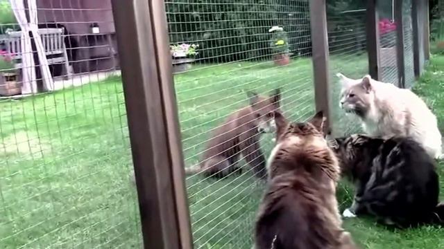 КОТЯТА И ЛИСА H 264 2160p 4K, UHD смотреть онлайн