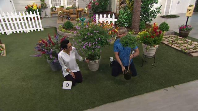 Cottage Farms Grape Lollipop Lantana Patio Tree on QVC смотреть онлайн