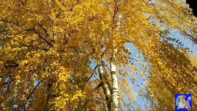 4. Золото осенних берёз. смотреть онлайн