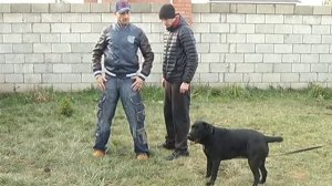 Как отучить собаку прыгать на людей(один из способов)