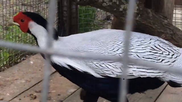 зоопарк орловское Полесье красивые павлины смотреть онлайн