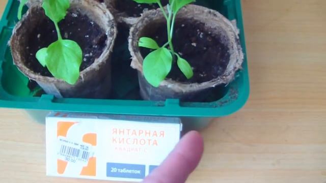 Янтарная кислота для рассады. смотреть онлайн