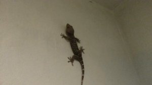 Огромный геккон ТОКИ. Укусил меня и обосрал!