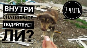 2 часть. Удалось ли поймать маму щенят, которые были в опасности Увидят ли они еще раз маму?