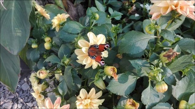 ?Пэм Гроут?Книга неограниченных возможностей?Новая учебная программа? #Аудиокнига смотреть онлайн