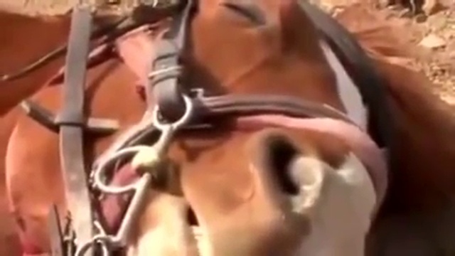If people attempt to ride, this horse pretends to die смотреть онлайн