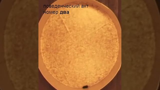 Анализ поведенческих актов на видео смотреть онлайн