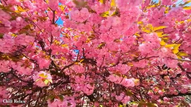 Лечебная Музыка для Снятия Стресса, Усталости, Депресии, Негатива, Детокс негативных эмоций смотреть онлайн