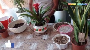 КАК ПЕРЕСАДИТЬ ГУЗМАНИЮ ПОСЛЕ ПОКУПКИ Технология и сроки пересадки гузмании