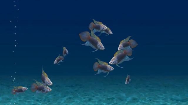 Macropodus ocellatus смотреть онлайн