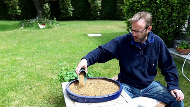Creating A Bonsai Forest With 9 Ginkgo Bonsai Trees