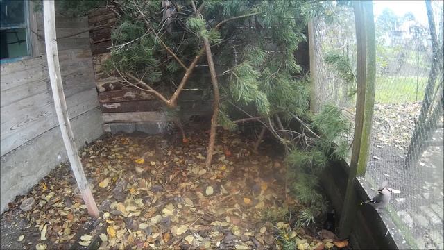 Певчие птицы. Смоленск смотреть онлайн