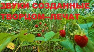 ПЕНИЕ ЗЯБЛИКА,ТРЯСОГУЗКИ И КРАСИВАЯ ЛЕТНЯЯ АТМОСФЕРА СОЗДАДУТ ПОКОЙ В ДУШЕ И ХОРОШЕЕ НАСТРОЕНИЕ