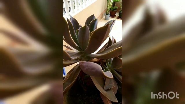 Replanting echeveria blue prince / #ECHEVERIA BLUE PRINCE смотреть онлайн