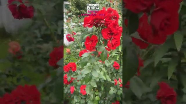 Роза Паприка в моем саду 1.09.21. Tantau, 1958, Германия, Paprika Rose in my garden. #Shorts, смотреть онлайн