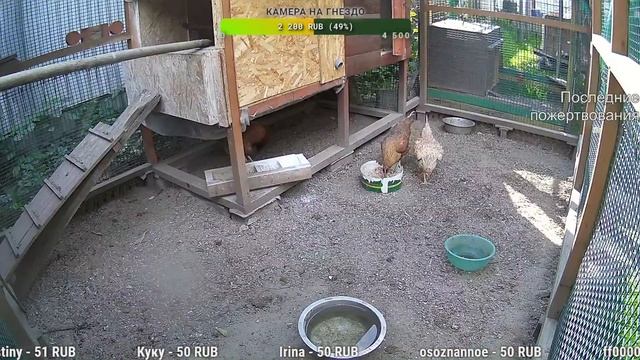 Курятник. Жизнь в курятнике. Можно покормить онлайн. Chicken coop stream. Online feed смотреть онлайн