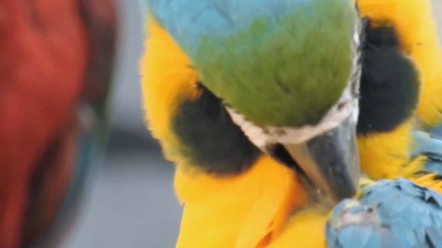 4K HDR Video – Beautiful Parrots – Scarlet Macaws смотреть онлайн