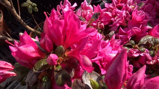 Rhododendron Obtusum Var. Melina Vid