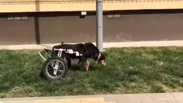 Ариша учится передвигаться на коляске смотреть онлайн