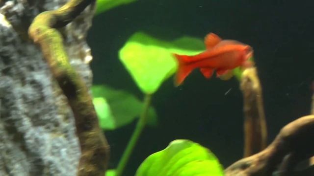 Вишневый барбус ( Barbus titteya) смотреть онлайн