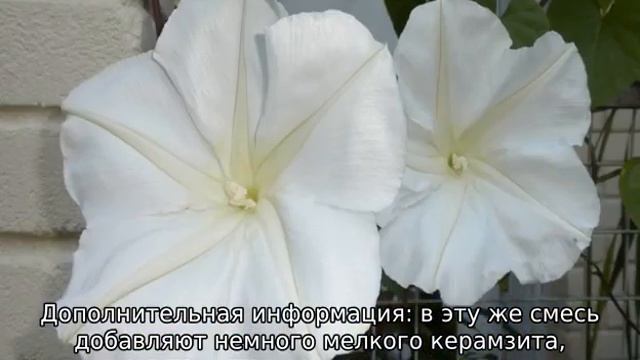 Ипомея многолетняя — посадка и уход смотреть онлайн