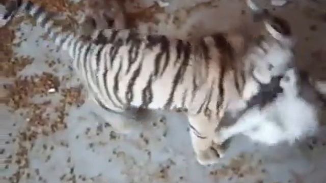 Тигр VS Кошка смотреть онлайн