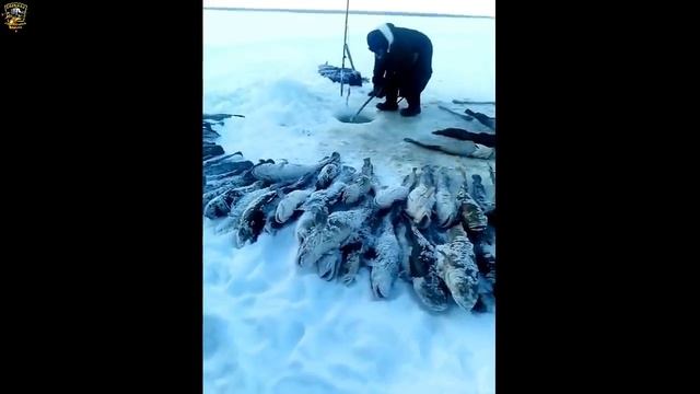 ★Девушки, выходите замуж за рыбаков, их терпению нет предела//Зимняя рыбалка//Приколы на рыбалке//★ смотреть онлайн