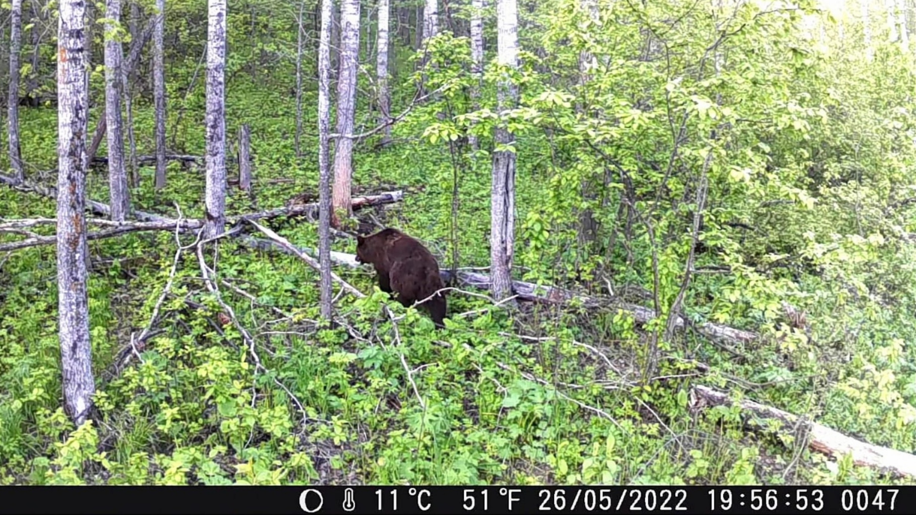 Весенний солонец, ходят все звери. смотреть онлайн