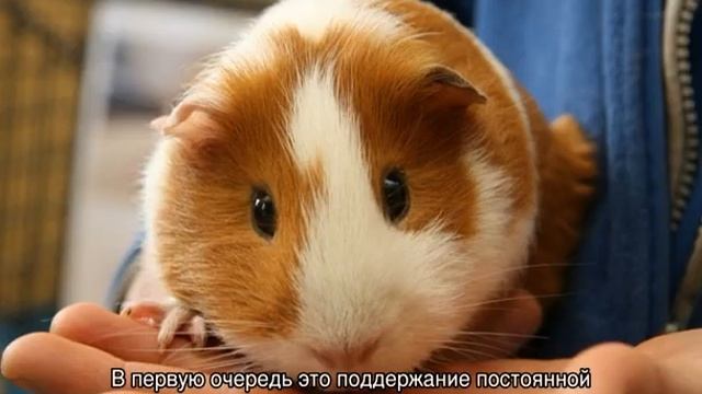 Сколько живут морские свинки в домашних условиях смотреть онлайн