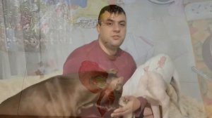 Чем занять собаку дома/ игры с собакой/ умственное развитие собаки/ игры дома часть 1