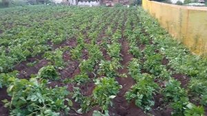 Окучник для картошки самодельный. Окучивание быстро, без проблем...