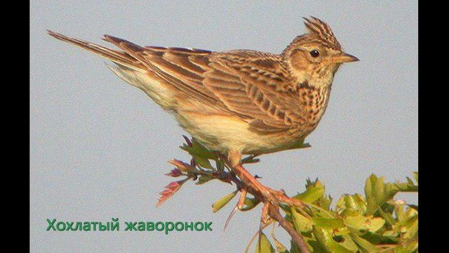 Хохлатый жаворонок (crested lark) 4 смотреть онлайн