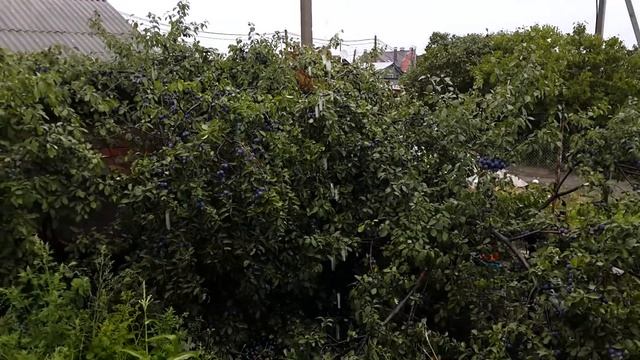 05 08 2019 Вот такая на даче погода смотреть онлайн