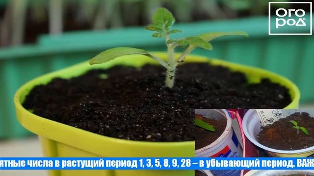 Пикировка помидор в апреле 2021 года по лунному календарю смотреть онлайн