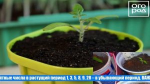 Пикировка помидор в апреле 2021 года по лунному календарю