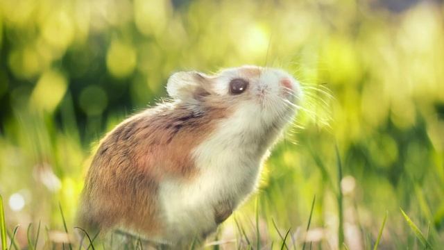 20 интересных фактов о хомяках! смотреть онлайн